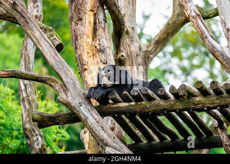 Ein großer Braunbär Stockfoto