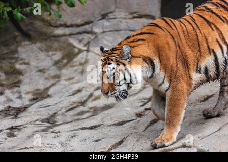 Tiger beim Gehen und Chillen Stockfoto