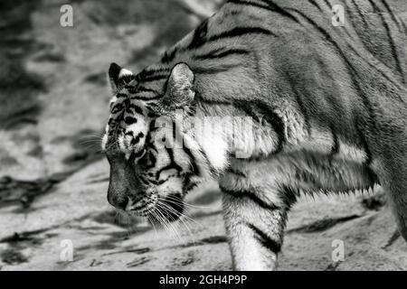 Tiger beim Gehen und Chillen Stockfoto