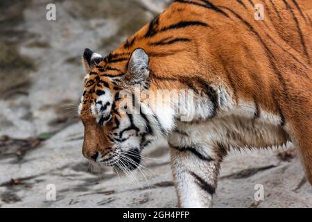 Tiger beim Gehen und Chillen Stockfoto