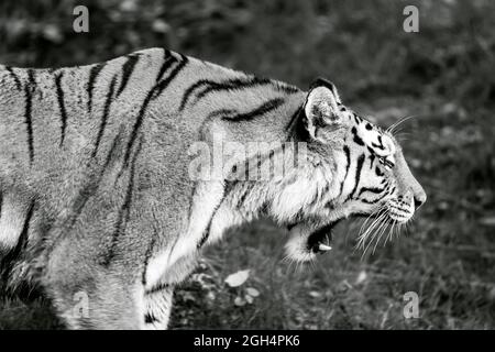 Tiger beim Gehen und Chillen Stockfoto