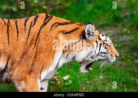 Tiger beim Gehen und Chillen Stockfoto