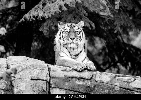 Tiger beim Gehen und Chillen Stockfoto