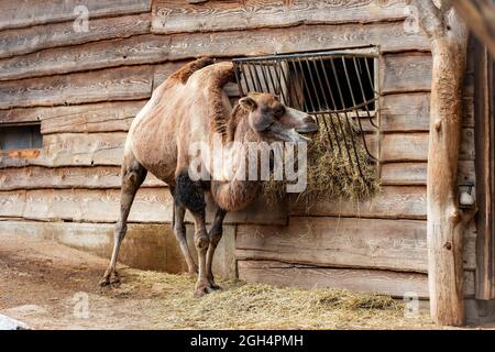 Kamel essen vor einem Haus Stockfoto