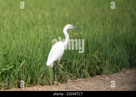 Ein Seitenportrait eines kleinen Reihern (Egretta garzetta), der auf dem Feld auf dem Boden steht Stockfoto