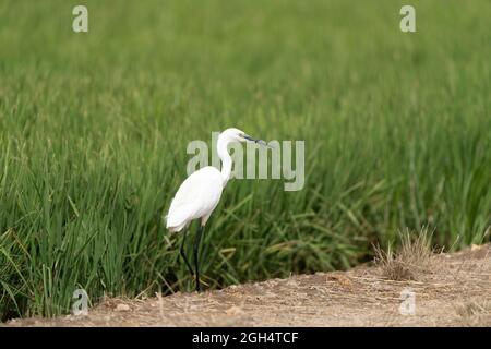 Ein Seitenportrait eines kleinen Reihern (Egretta garzetta), der auf dem Feld auf dem Boden steht Stockfoto
