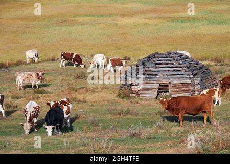 Blick auf den Hirtenhaussail und die Herde von Kühen auf dem Altai-Hochplateau Eschtykel. Altai, Sibirien, Russland Stockfoto