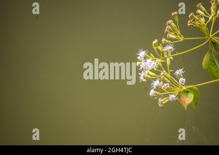 Eine Nahaufnahme von getrockneten weißen Blüten mit grauem Hintergrund im Kinfolk-Stil Stockfoto