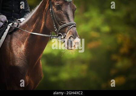 Porträt eines schönen Lorbeerpferdes mit einem Reiter im Sattel an einem Sommertag vor dem Hintergrund von grünen Bäumen. Reitsport. Hors Stockfoto