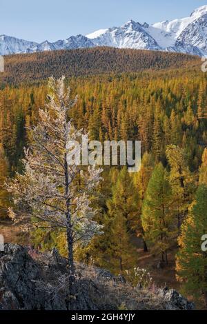 Gefrorener Lärchenbaum unter Reif. North Chuiskiy Ridge Snow Mountains liegt im Hintergrund. Im Herbst sind die Bäume in herbstgelben Farben. Altai, Sibirien, Russ Stockfoto