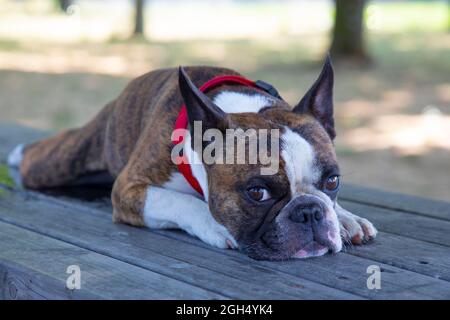 Sehr trauriger Hund französische Bulldogge liegt auf einem Holztisch im Park Stockfoto