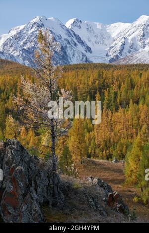 Gefrorener Lärchenbaum unter Reif. North Chuiskiy Ridge Snow Mountains liegt im Hintergrund. Im Herbst sind die Bäume in herbstgelben Farben. Altai, Sibirien, Russ Stockfoto