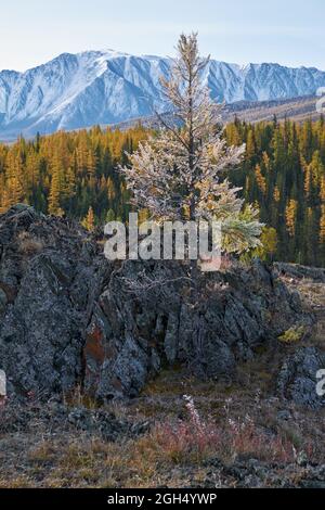 Gefrorener Lärchenbaum unter Reif. North Chuiskiy Ridge Snow Mountains liegt im Hintergrund. Im Herbst sind die Bäume in herbstgelben Farben. Altai, Sibirien, Russ Stockfoto