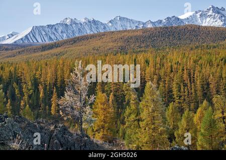 Gefrorener Lärchenbaum unter Reif. North Chuiskiy Ridge Snow Mountains liegt im Hintergrund. Im Herbst sind die Bäume in herbstgelben Farben. Altai, Sibirien, Russ Stockfoto