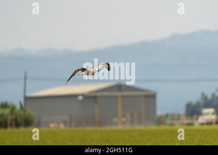 Nahaufnahme einer Kaspischen Möwe (Larus cachinnans), die in Bodennähe fliegt Stockfoto