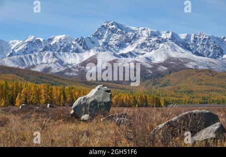 Herbstliche Hochlandlandschaft. Malerische Felsbrocken stehen im Vordergrund und Lärchenwald mit Schneebergen im Hintergrund. Herbst, Bäume sind im Herbst Ye Stockfoto