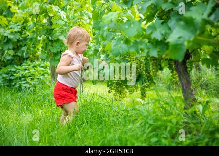 Süßes kleines Mädchen, das in einem schönen sonnigen Sommerweingarten in Prag, Tschechien, frische reife Trauben pflückt Stockfoto