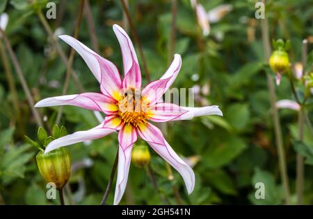 Majestätische rosa und weiße Blume von Dahlia Honka zerbrechlich bestäubt von einer Biene. Stockfoto