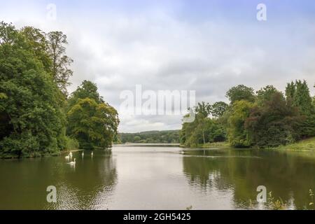 Ländliche Landschaft mit Schwanen, die in einem See schwimmen, umgeben von Bäumen. Stockfoto