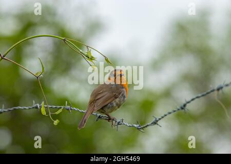 Ein kleiner europäischer Rotkehlchen, der in einem Stacheldraht thront. Erithacus rubecula Stockfoto