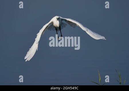 Der kleine Reiher (Egretta garzetta) fliegt über einen See an der Ham Wall in Somerset, Großbritannien. Stockfoto