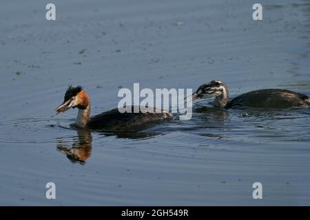 Great Crested Grebe (Podiceps cristatus) füttern sein Jungtier mit einem kürzlich gefangenen Fisch am Ham Wall in Somerset, Großbritannien. Stockfoto