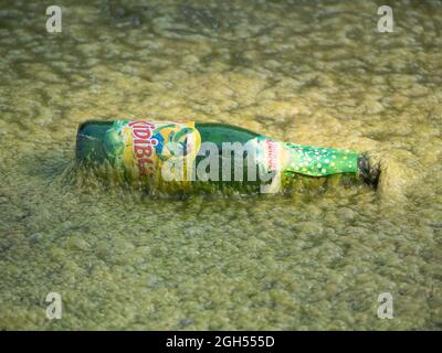 Sint Gillis Waas, Belgien, 05. September 2021, Pollution, Grüne Flasche Soda schwimmt zwischen den Algen auf einem Teich Stockfoto