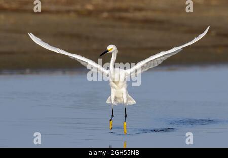 Schneeeiher (Egretta thula) beim Start, Galveston, Texas, USA. Stockfoto