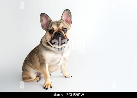 Französische Bulldog-Fawn-Farbe auf weißem Hintergrund Stockfoto