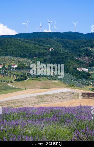 Toskana Landschaft die Blütezeit , Windmühlen können in der Ferne gesehen werden Stockfoto