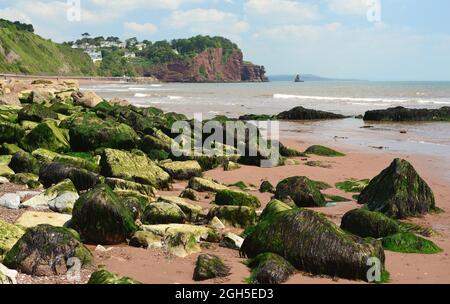 Mit Algen bedeckte Felsen am Strand von Sprey Point, mit Blick auf Holcombe und Hole Head. Stockfoto