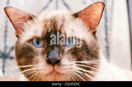 Porträt der Siamkatze Blick auf Kamera braunes Fell und blaues Auge Tier Haustier. Stockfoto