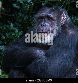 Viereckige Ernte eines westlichen Schimpansen, der seine Arme in Cheshire faltete. Stockfoto