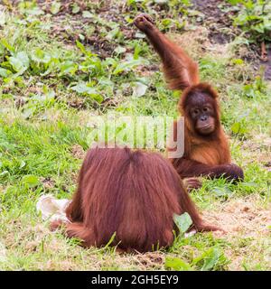 Ein junger Sumatran Orangutan, der vor seinem Elternteil auf dem Gras in der Stadt spielt. Stockfoto
