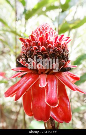 Die Fackel-Ingwerblume, gesehen auf Martinique, Französisch-Westindien. Stockfoto