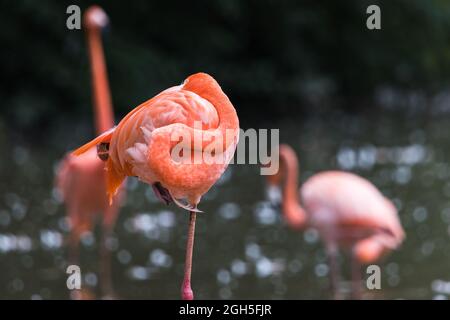 Karibischer Flamingo, der auf einem Bein in der Region steht, während andere beim Gehen im seichten Wasser aus dem Rahmen verblassen. Stockfoto