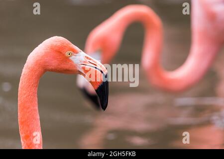 Porträt eines karibischen Flamingos, gesehen in der Nähe von Chester im September 2021. Stockfoto