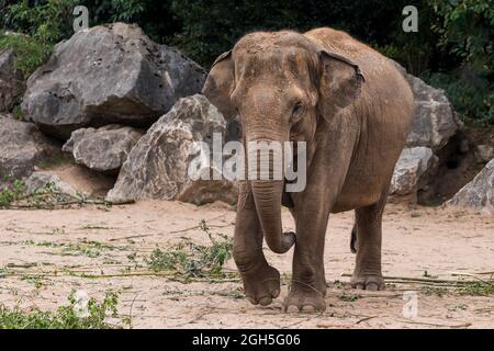 Ein asiatischer Elefant geht im September 2021 in Richtung Kamera in der Region. Stockfoto