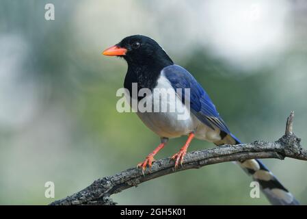 Rot-gefackter blauer Elster Stockfoto