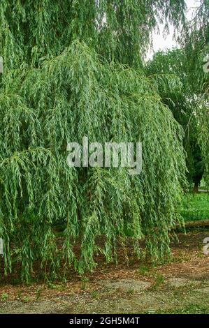 Weidenbaum, grüne Weidenzweige mit Blatthintergrund Stockfoto