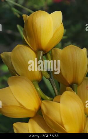 Bunte gelbe Tulpen wachsen in der hellen Sommersonne. Stockfoto