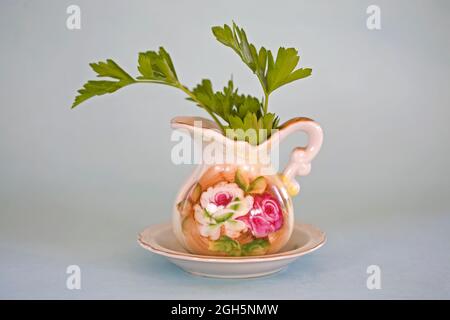 Ein Zweig aus gewöhnlicher flacher oder italienischer Petersilie, ein gewöhnliches Kraut, das in vielen Gemüsegärten auf der ganzen Welt angebaut wird. Stockfoto