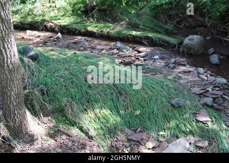 Creek Laub wurde von früheren Überschwemmungsgewässern abgeflacht Stockfoto