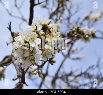 Gruppe von Mandelblüten mit blauem Hintergrund Stockfoto