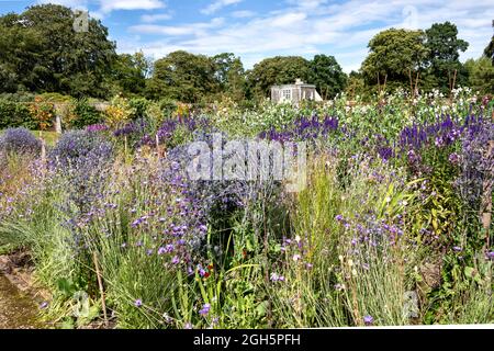 GORDON CASTLE UMMAUERTEN GARTEN FOCHABERS SCHOTTLAND EIN BUNTES BLAUES BLUMENBEET UND HAUS Stockfoto