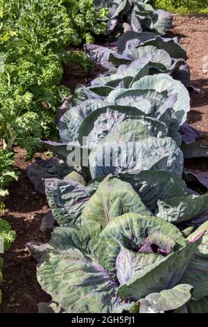 GORDON CASTLE UMMAUERTER GARTEN FOCHABERS SCHOTTLAND EINE REIHE VON GROSSEN KOHL Stockfoto