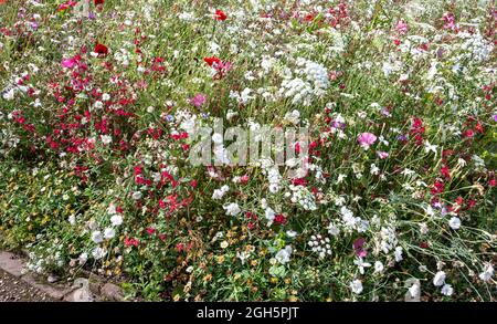 GORDON CASTLE UMMAUERTER GARTEN FOCHABERS SCHOTTLAND FARBENFROHE BLUMENBEETE IM SOMMER Stockfoto