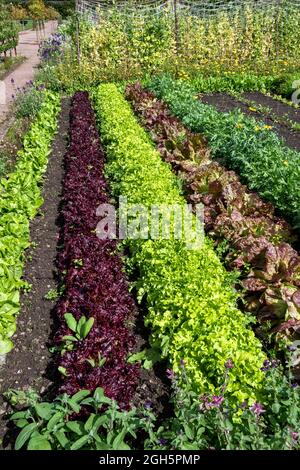 GORDON CASTLE WALLED GARDEN FOCHABERS SCHOTTLAND VERSCHIEDENE ARTEN VON SALAT IN REIHEN Stockfoto