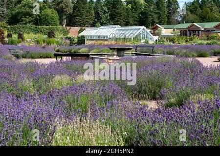 GORDON CASTLE WALLED GARDEN FOCHABERS SCOTLAND GREENHOUSE CAFE UND LAVENDELFELDER Stockfoto