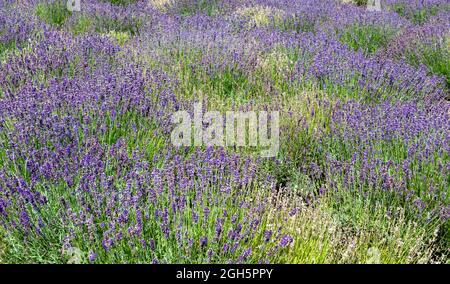 GORDON CASTLE UMMAUERTER GARTEN FOCHABERS SCHOTTLAND LAVENDELBLÜTEN Stockfoto